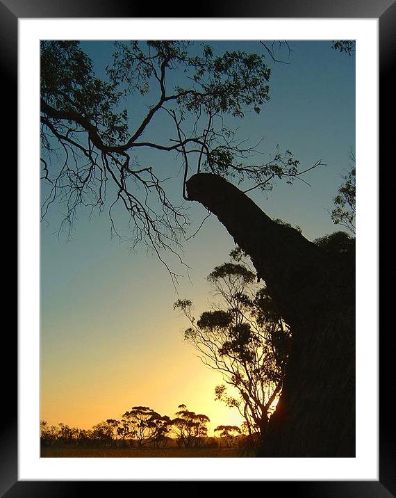 In the Trees, Western Australia Sunset Framed Mounted Print by Serena Bowles