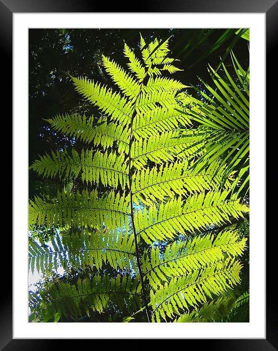 Rainforest Fern Framed Mounted Print by Serena Bowles