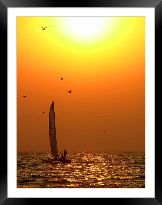 Cat Amongst the Birds - Catamaran and Seagulls at  Framed Mounted Print by Serena Bowles