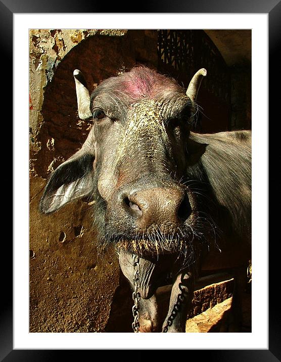Annointed Water Buffalo Framed Mounted Print by Serena Bowles