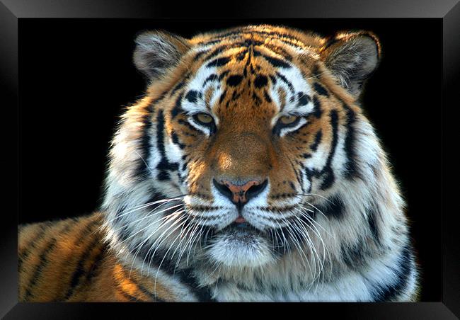 Sumatran Tiger Framed Print by Serena Bowles