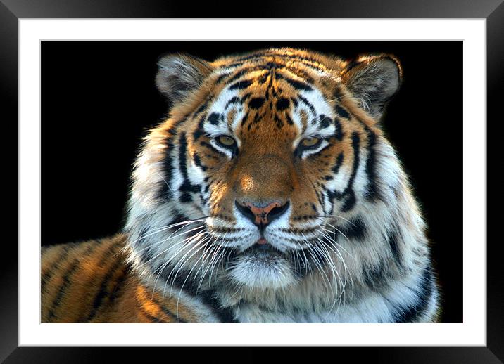 Sumatran Tiger Framed Mounted Print by Serena Bowles