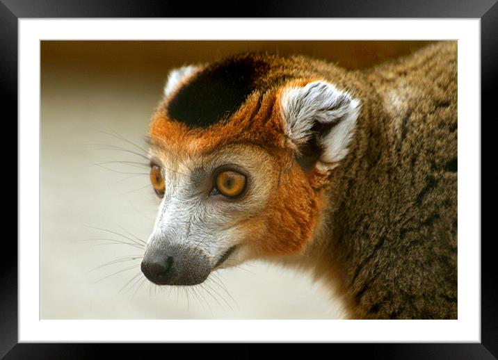 Male Crowned Lemur Framed Mounted Print by Serena Bowles