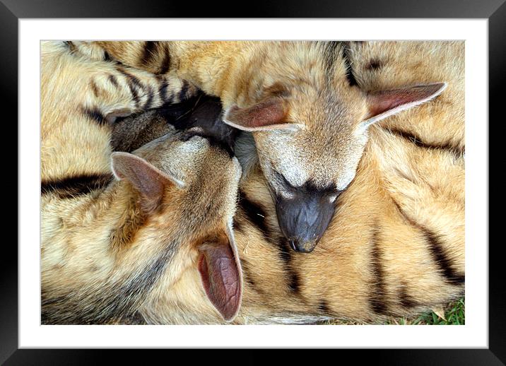 Three Sleeping Aardwolves Framed Mounted Print by Serena Bowles