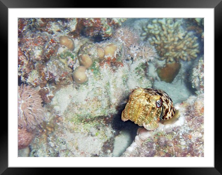 Baby Cuttlefish and Hard Coral Framed Mounted Print by Serena Bowles