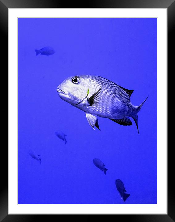 Bigeye Emperor Fish Framed Mounted Print by Serena Bowles