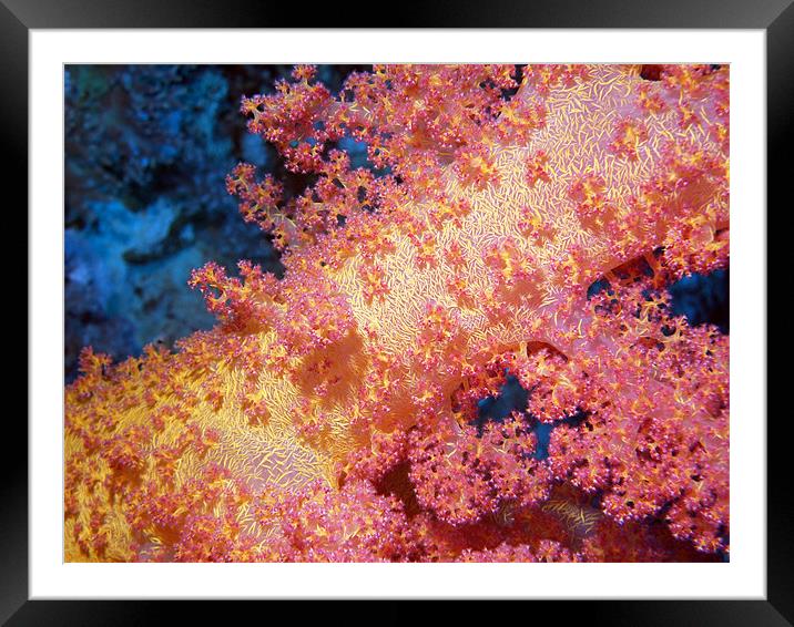 Close up of Pink & Yellow Soft Coral, Red Sea Framed Mounted Print by Serena Bowles