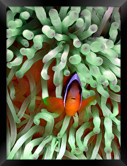 Clown fish in Pale Green Anemone, Red Sea, Egypt Framed Print by Serena Bowles