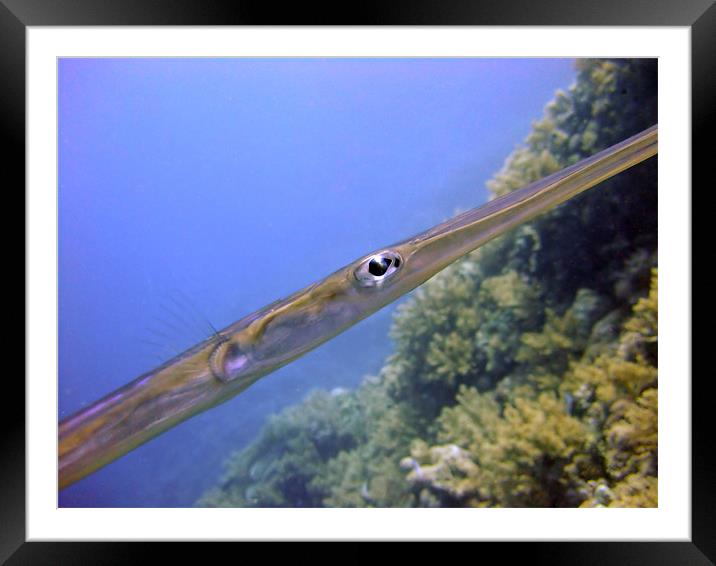 The Eye of a Trumpet fish Framed Mounted Print by Serena Bowles