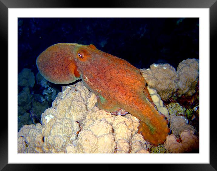 Red Octopus at Night Framed Mounted Print by Serena Bowles