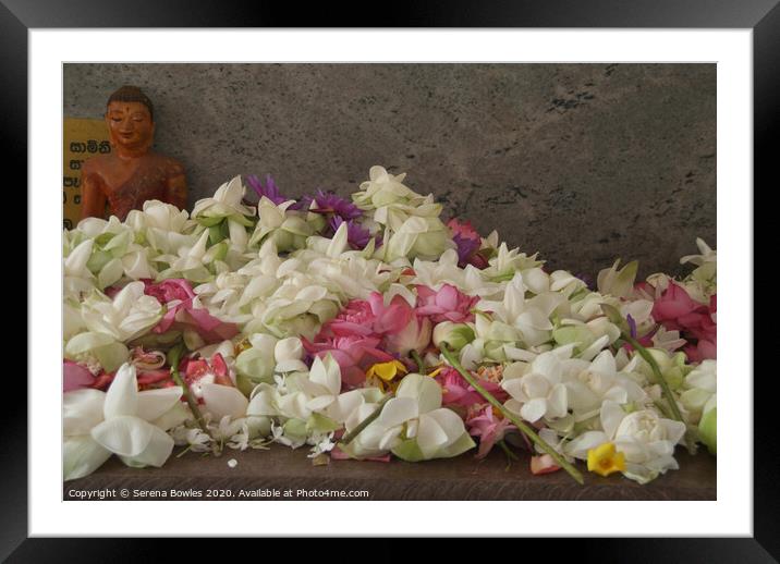 Floral Offerings Anuradhapura Framed Mounted Print by Serena Bowles