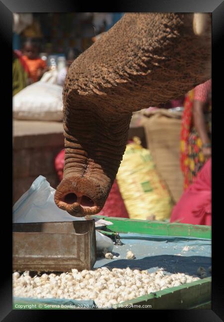Elephant Sniffing Garlic Badami Framed Print by Serena Bowles