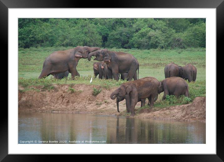 Elephant Family Kaudulla Framed Mounted Print by Serena Bowles