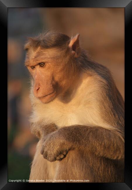 Macaque Monkey, Badami Framed Print by Serena Bowles