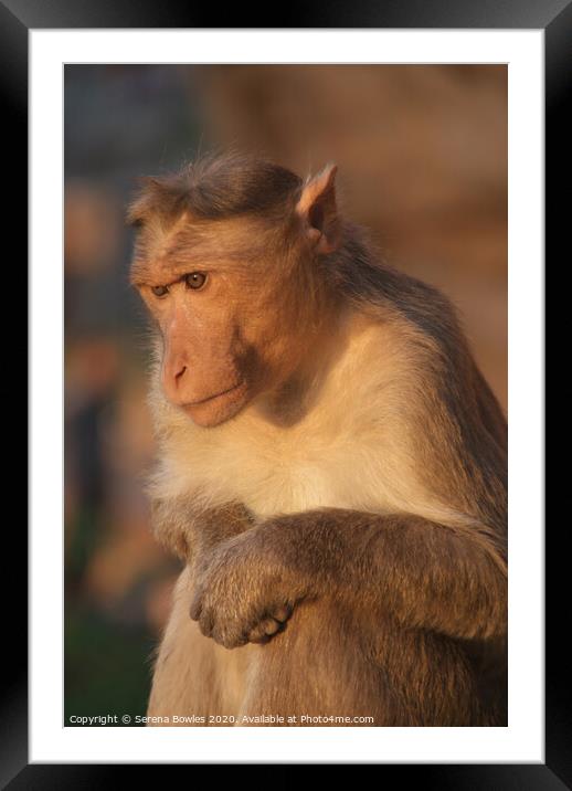 Macaque Monkey, Badami Framed Mounted Print by Serena Bowles