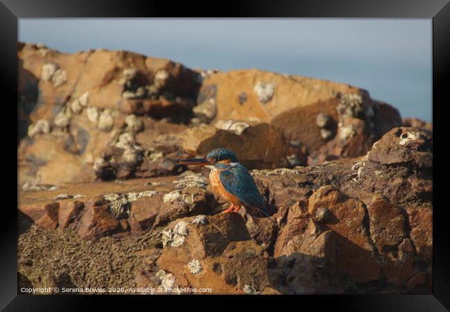 Kingfisher on the Rocks Framed Print by Serena Bowles