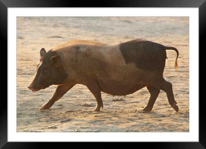 Piggy on Palolem Beach Framed Mounted Print by Serena Bowles