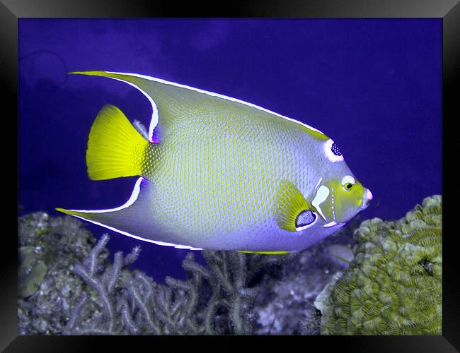 Queen Angel fish From Side Framed Print by Serena Bowles