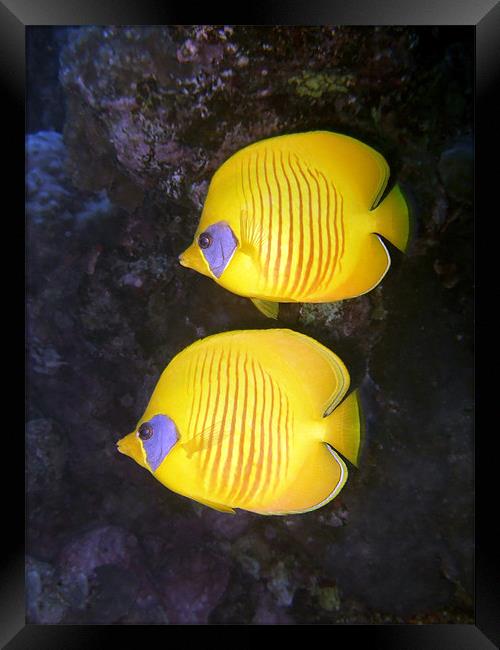 Pair of Yellow Butterflyfish Framed Print by Serena Bowles