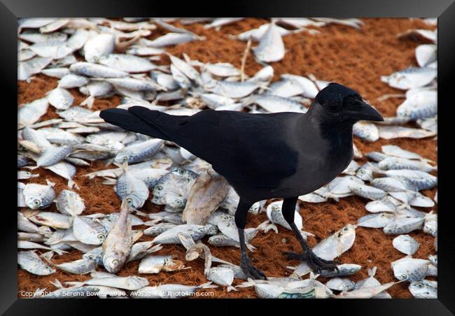 Crow and Fish Negombo Framed Print by Serena Bowles