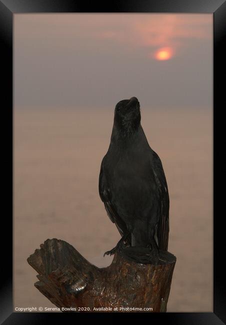 Crow at Sunset Framed Print by Serena Bowles