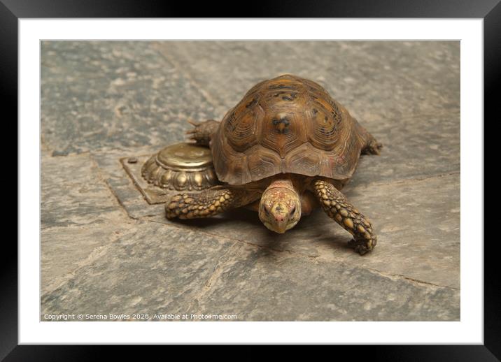 Temple Tortoise Patan Framed Mounted Print by Serena Bowles