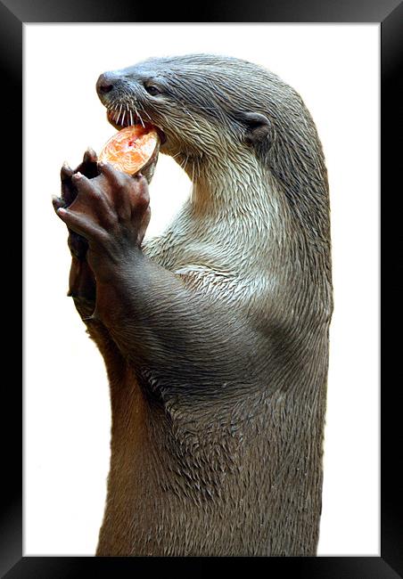 Smooth Coated Otter Eating Fish Framed Print by Serena Bowles