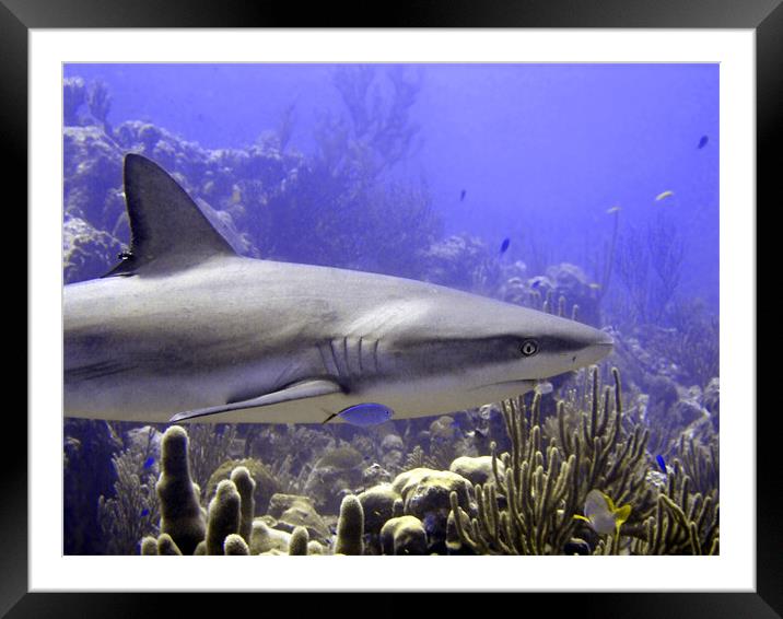 Shark Swimming Past Framed Mounted Print by Serena Bowles