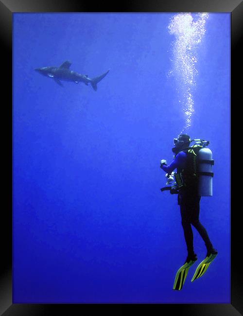 Watching the Oceanic Whitetip Shark Framed Print by Serena Bowles