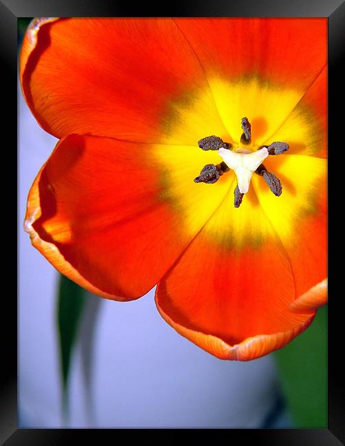 Dazzling Orange Tulip Framed Print by Serena Bowles