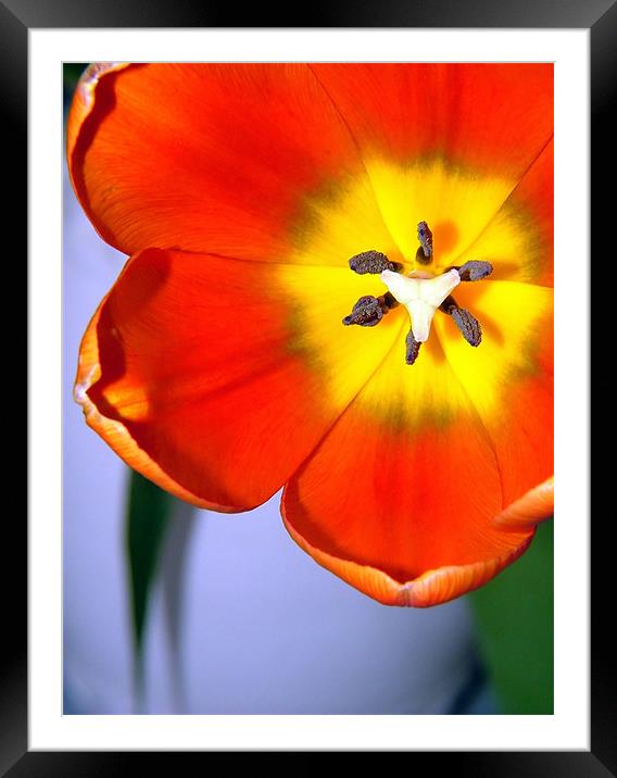 Dazzling Orange Tulip Framed Mounted Print by Serena Bowles