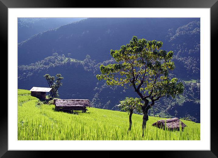 Bright Green Rice Field, Himalayas, Nepal Framed Mounted Print by Serena Bowles