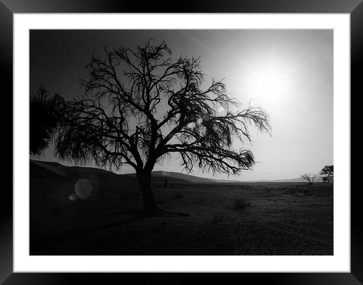 Desert Tree with Sun Flare Framed Mounted Print by Serena Bowles