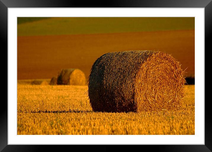 A Roll in the Hay Framed Mounted Print by Serena Bowles