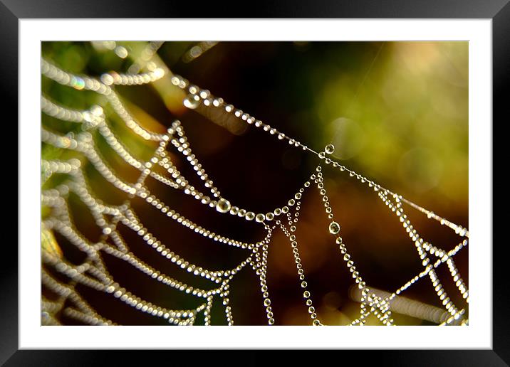 Droplets on a Web Framed Mounted Print by Serena Bowles