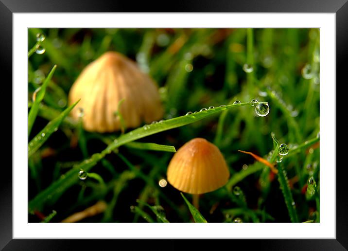 Dew Drop on Grass with Two Toadstools Framed Mounted Print by Serena Bowles