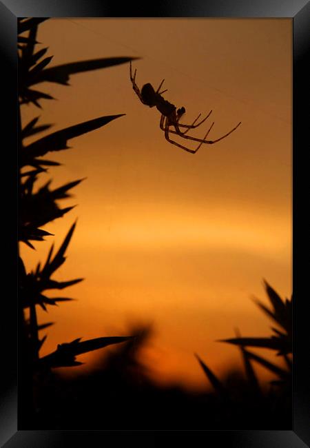 Sunset Spider Framed Print by Serena Bowles
