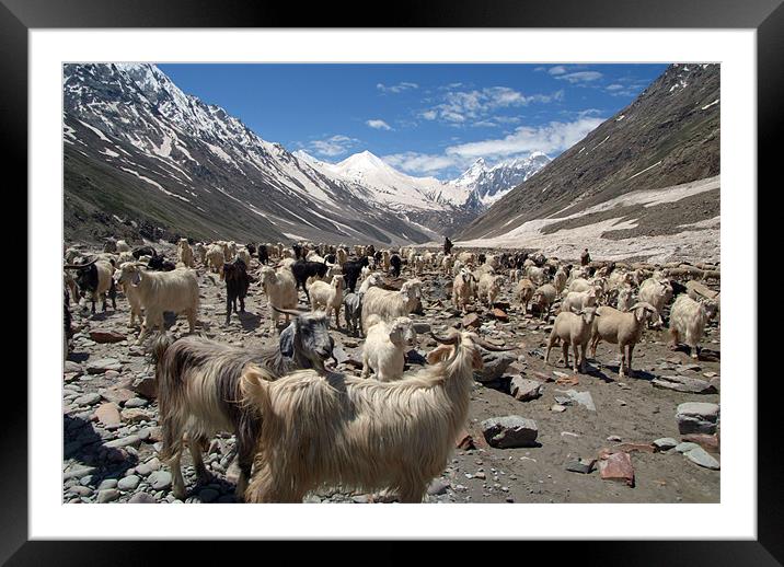 Sheep and Goats in Lahaul Valley, Spiti, India Framed Mounted Print by Serena Bowles