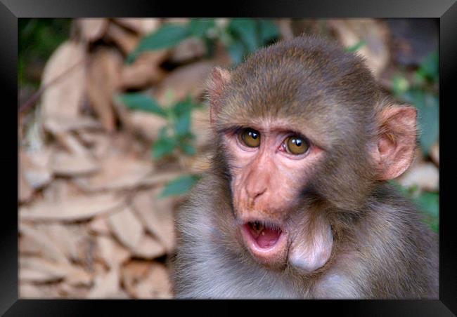 Young Rhesus Macaque with Food in Cheeks Framed Print by Serena Bowles