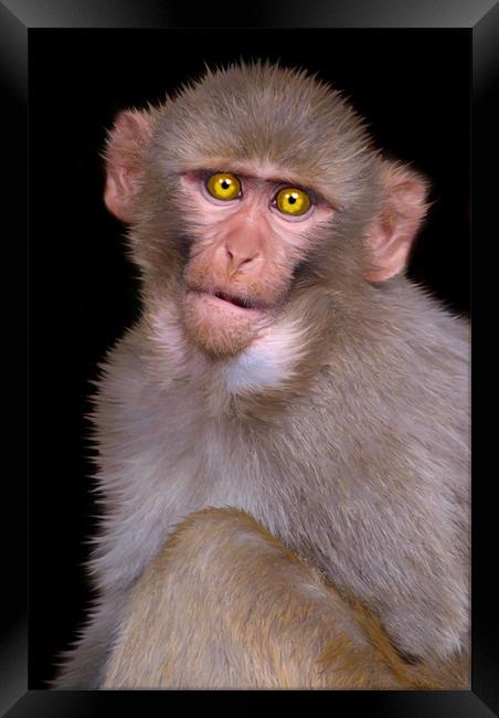Young Rhesus Macaque Paintover Effect Framed Print by Serena Bowles