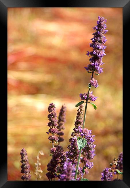 Lavender Against Buckwheat, Pisang, Nepal Framed Print by Serena Bowles