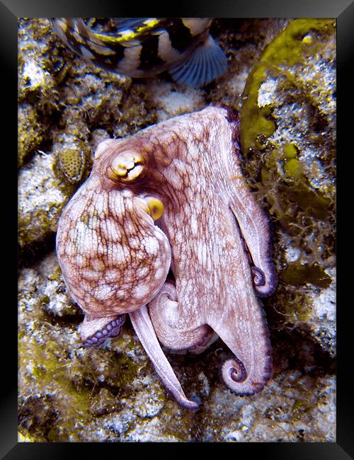 Octopus on the Rocks, Turks and Caicos Framed Print by Serena Bowles