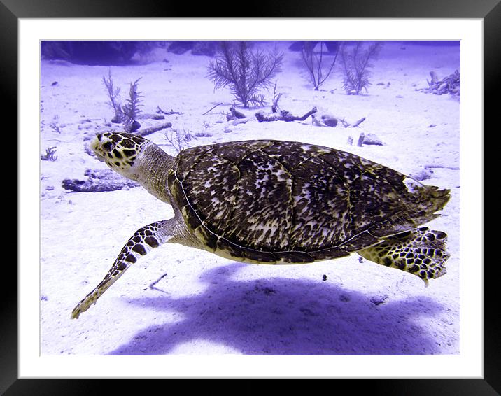 Swimming Hawksbill Turtle Framed Mounted Print by Serena Bowles