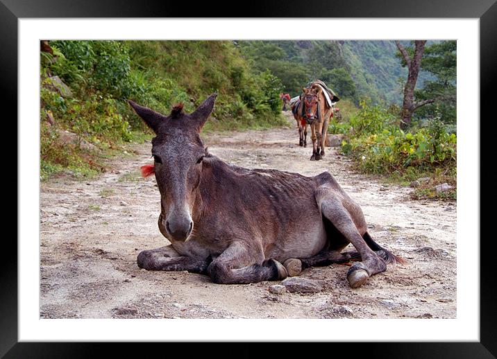 Resting Mule on the Path Framed Mounted Print by Serena Bowles