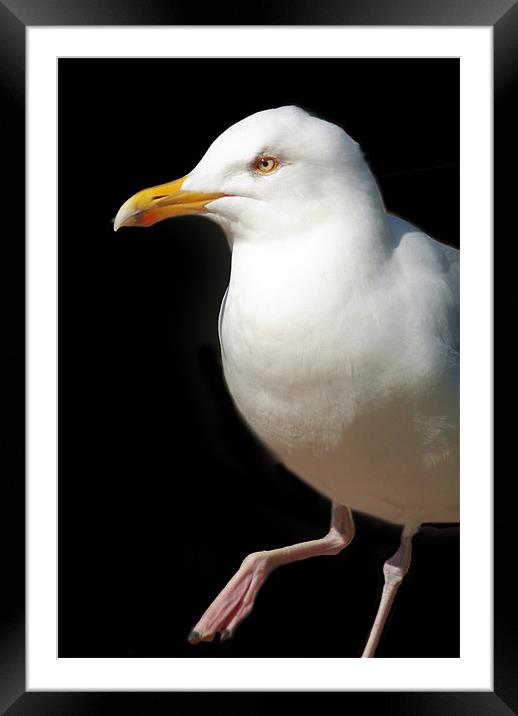 Dancing Seagull Framed Mounted Print by Serena Bowles
