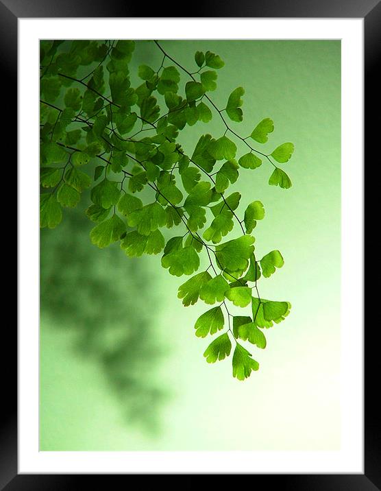 Green is the Colour Framed Mounted Print by Serena Bowles