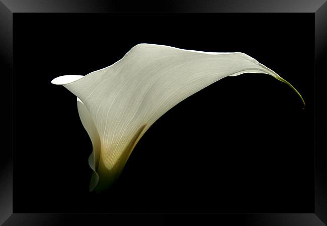 Simplicity - White Calla Lily Framed Print by Serena Bowles