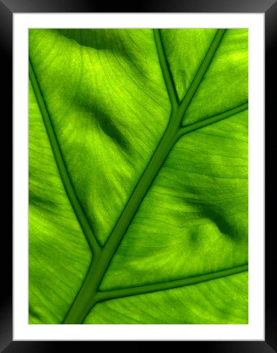 Nature's Work - Light Shining Through Green Leaf Framed Mounted Print by Serena Bowles