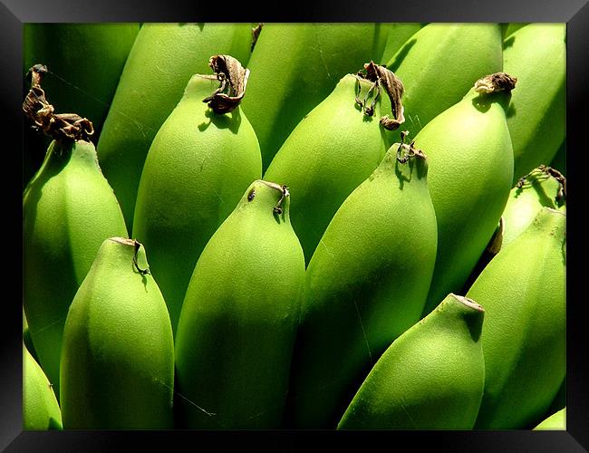 Bunch of Green Bananas on Tree, India Framed Print by Serena Bowles