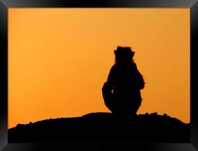 Sunset Silhouette of Macaque Monkey, Badami, Karna Framed Print by Serena Bowles